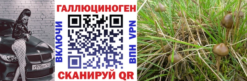 Купить где  Советск  Псилоцибиновые грибы мухоморы 